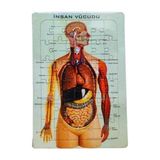 Insan Vücudu Puzzle-Iskelet 25X35 - 3 Adet - Çok Renkli