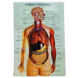 İnsan Vücudu Puzzle-İskelet 25X35 - 3 Adet
