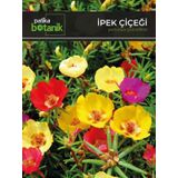 Ipek - Şellaki (portulaca Grandiflora) Çiçek Tohumu 100 Adet