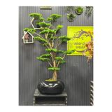 İremÇiçekçilik Yapay Çiçek Uygula 150 Cm Firmamızın Özel Tasarım Bonsai Ağaçı