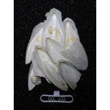 İri Parçalı Kırık Mürekkep Balığı (Kalamar) Kemiği 100 gr + Tutacak