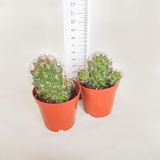 İri Pembe Çiçekli Mammillaria İnsularis Kaktüs (5.5 luk Saksıda)