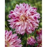 İri Xxl Çiçekli Bristol Stripe Dahlia Yıldız Çiçeği Soğanı Yumrusu (1 Adet)