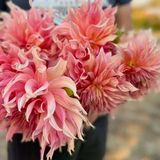 İri Xxl Çiçekli Penhill Watermelon Dahlia Yıldız Çiçeği Soğanı Yumrusu (1 Adet)