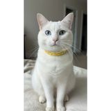 Işıltılı Kristal Taşlı Kedi Tasması – Canlı Sarı- Altın Tokalı Özel Tasarım