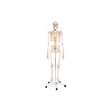Iskelet Maketi 180 Cm, Insan Iskeleti - Iskelet Modeli