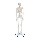 İSKELET MAKETİ 180 CM, İNSAN İSKELETİ