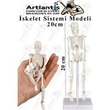 Iskelet Maketi 20 cm 1 Adet Eğitim Insan Iskelet Modeli Iskelet Sistemi Haraketli Iskelet Anatomisi Masaüstü Taşınabilir - Beyaz - Standart