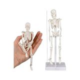 İskelet Maketi 20 cm 1 Adet Eğitim İnsan İskelet Modeli İskelet Sistemi Haraketli İskelet Anatomisi Masaüstü Taşınabilir