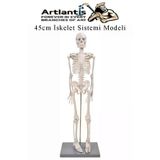 İskelet Maketi 45 cm 1 Adet Eğitim İnsan İskelet Modeli İskelet Sistemi Haraketli İskelet Anatomisi