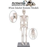 İskelet Maketi 85 cm 1 Adet Eğitim İnsan İskelet Modeli İskelet Sistemi Haraketli İskelet Anatomisi