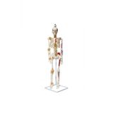 Iskelet Maketi 85 Cm