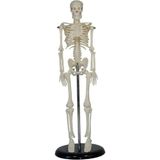 Iskelet Modeli 45 cm İnsan Iskelet Maketi Standart Renk ile Dayanıklı ve Uzun Ömürlü