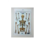 Iskelet Sistemi 3D Karton Proje Ödev Maketi