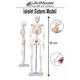 İskelet Sistemi Maketi 45 Cm 1 Adet İnsan İskelet Modeli Haraketli Eğitim İskelet Anatomisi İskelet Sistemi Fen Deney