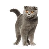 İskoç Fold kedi araba Sticker etiket Yapıştırma 18CM