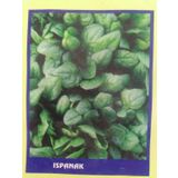 Ispanak Sebze Tohumu 50 Gr