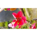 Isparta Gülü Chaenomeles Japon Ayvası Bahar Dalı Fidanı 30-50 cm