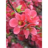 Isparta Gülü Japon Ayvası Bahar Dalı Fidanı 20-30 cm Chaenomeles Japonica
