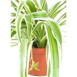 Isparta Gülü Kurdela Kordela Çiçeği 10-20 Cm Chlorophytum Comosum