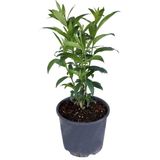 Isparta Gülü Melisa Parfüm Çiçeği - Canlı Çiçek - Cestrum Nocturnum 10-20 cm