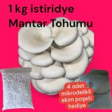 İstiridye Mantar Tohumu 1 Kg 4 Adet Ekim Poşeti Hediyeli 1 adet