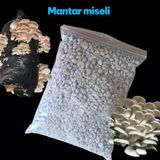 İstiridye Mantar Tohumu 1 Kg ( Çay Posasında Yetiştirmeye Uygun)