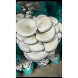 İstiridye Mantar Tohumu 1 Kg ( İri Talaşta Yetiştirmeye Uygun)