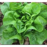 Italıan Lettuce - Italyan Marul Tohumu