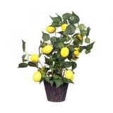 Italyan Limon Bonzai Ağacı Tohumu Ekim Seti 3 Tohum +Saksı+Toprak