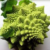 İtalyan romanesco piramit brokoli tohumu
