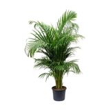 İthal Areca Palmiyesi Salon Palmiyesi Areca Lutescens 140 150 Cm Ev Bitkisi Ofis Bitkisi Salon Bitkisi
