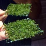 İthal Bitki Bubble Moss Tele Sarılı 5X5CM Yeni Sarım Canlı Bitki