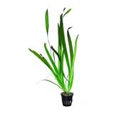 İthal Bitki Dev Saz Saksı Canlı Bitki Vallisneria Gigantea ile Akvaryumunuza Doğal Güzellik Katın