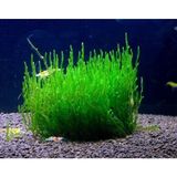 İthal Bitki Peacock Moss Tele Sarılı 5X5 cm İthal Canlı Bitki Akvaryumlar İçin Şık Dekor