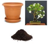 İthal Bodur Beyaz Gül Bonsai Ağacı Tohumu Ekim Seti