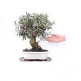 İthal Bodur Zeytin Ağacı Bonsai Seti Toprak+ Saksı + 2 Adet Tohum