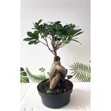 Ithal Bonsai Ficus Ginseng 1000gr Gövde