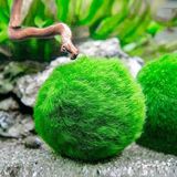 İthal Çesit Moss Ball 3-4Cm Canlı Bitki Kolay Bakım ve Dekoratif Özellikler Sunar