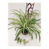İthal Çiçekçilik Kurdele Çiçeği Sarkan Çiçek Oksijen Kaynağı 10-20 cm