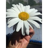 Ithal Dev Papatya Çiçeği Tohumu Ekim Seti 5 Tohum + Saksı +Toprak