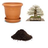 Ithal Enkiantus Bonsai Ağacı Tohumu Ekim Seti
