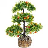 Ithal Erik Bonzai Ağacı Tohumu 2 Tohum + Hediye Bonsai Tohumu