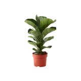 İthal Ficus Lyrata Bambino Keman Yapraklı Kauçuk Bitkisi