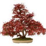 Ithal Flamingo Bonzai Ağacı Tohumu 5 Tohum + Süpriz Bonsai Tohumu