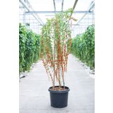 Ithal Goji Berry Tohumu Ekim Seti Kurt Üzümü Tohumu Gojiberry Tohumu Saksı Toprak Kombin