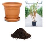 İthal Goji Berry Tohumu Ekim Seti