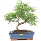 Ithal Karabiber Bonzai Ağacı Tohumu 5 Tohum +Hediye Bonsai Tohumu