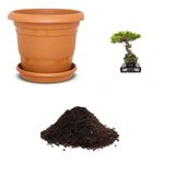İthal Karaçam Bonsai Ağacı Tohumu Ekim Seti