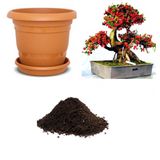 İthal Karadut Bonsai Ağacı Tohumu Ekim Seti